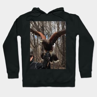 Harris Hawk Hoodie